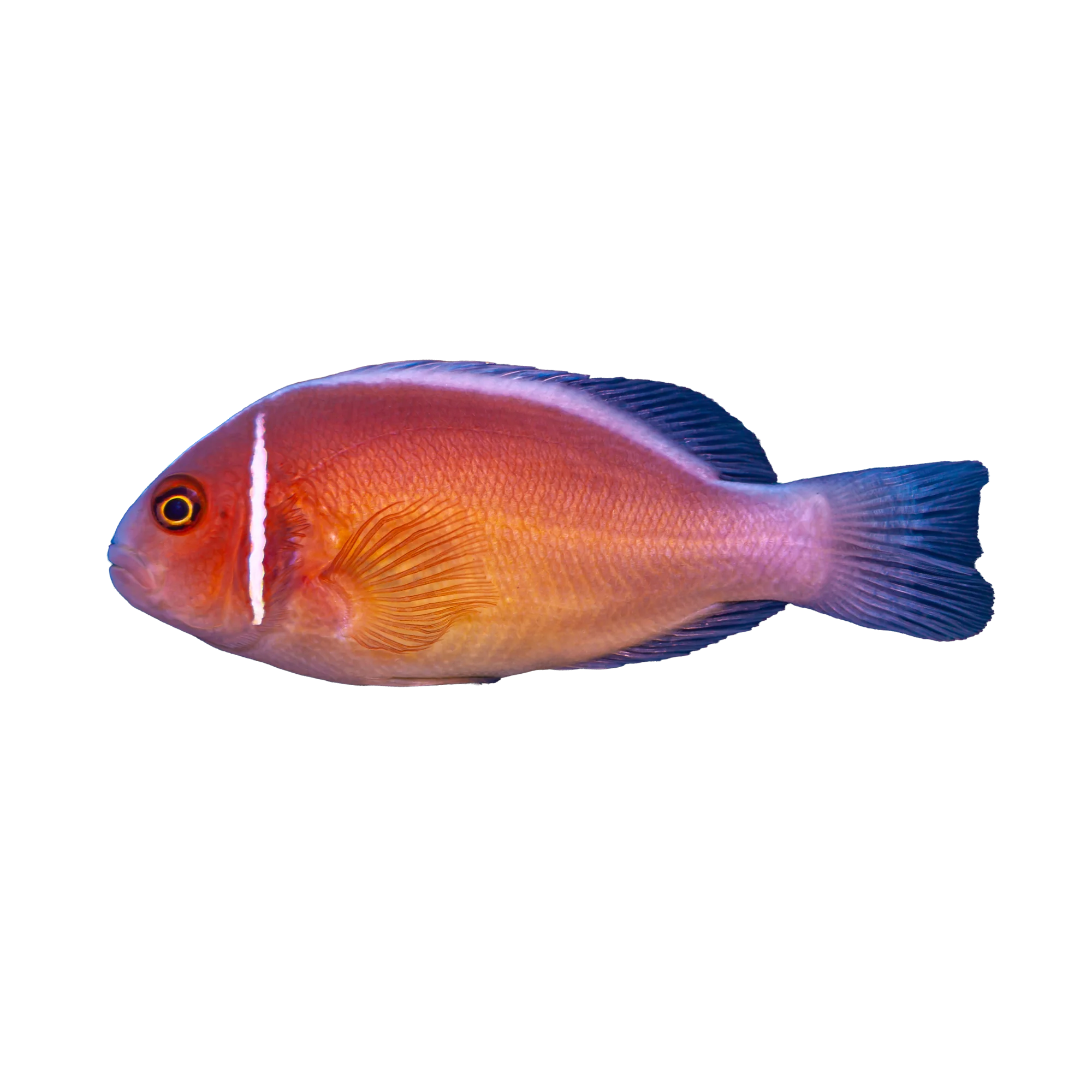 Pink Skunk Clownfish