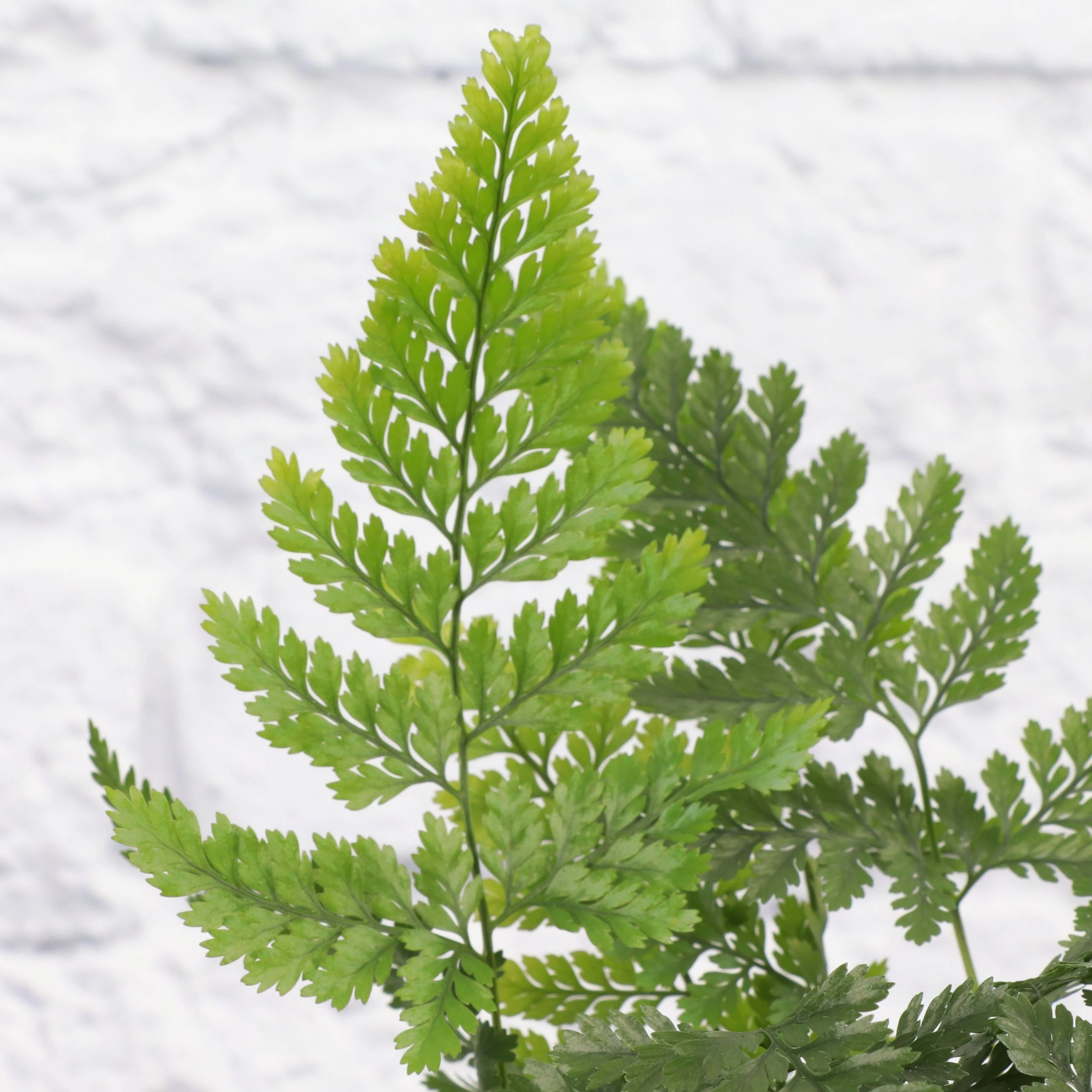 Rabbit's Foot Fern - 4