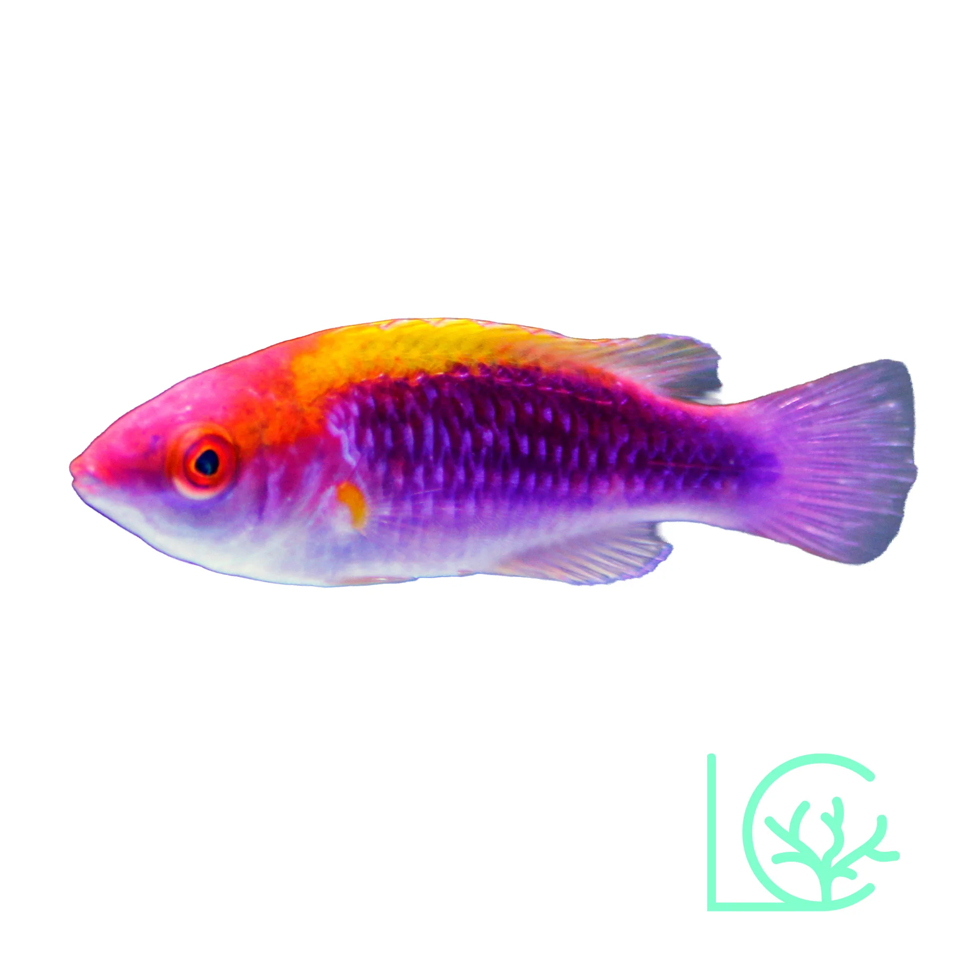 Multicolor Lubbock's Fairy Wrasse