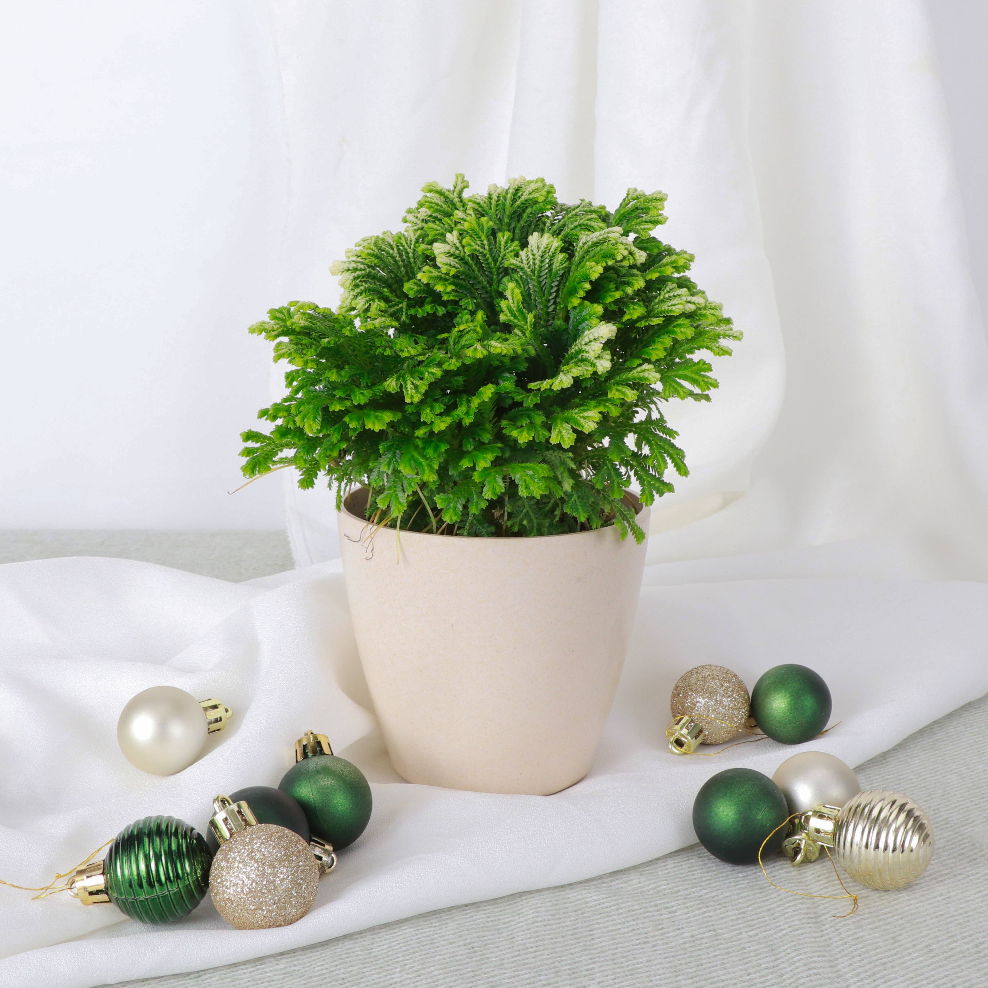 Frosty Fern Plant - Live Plant 4