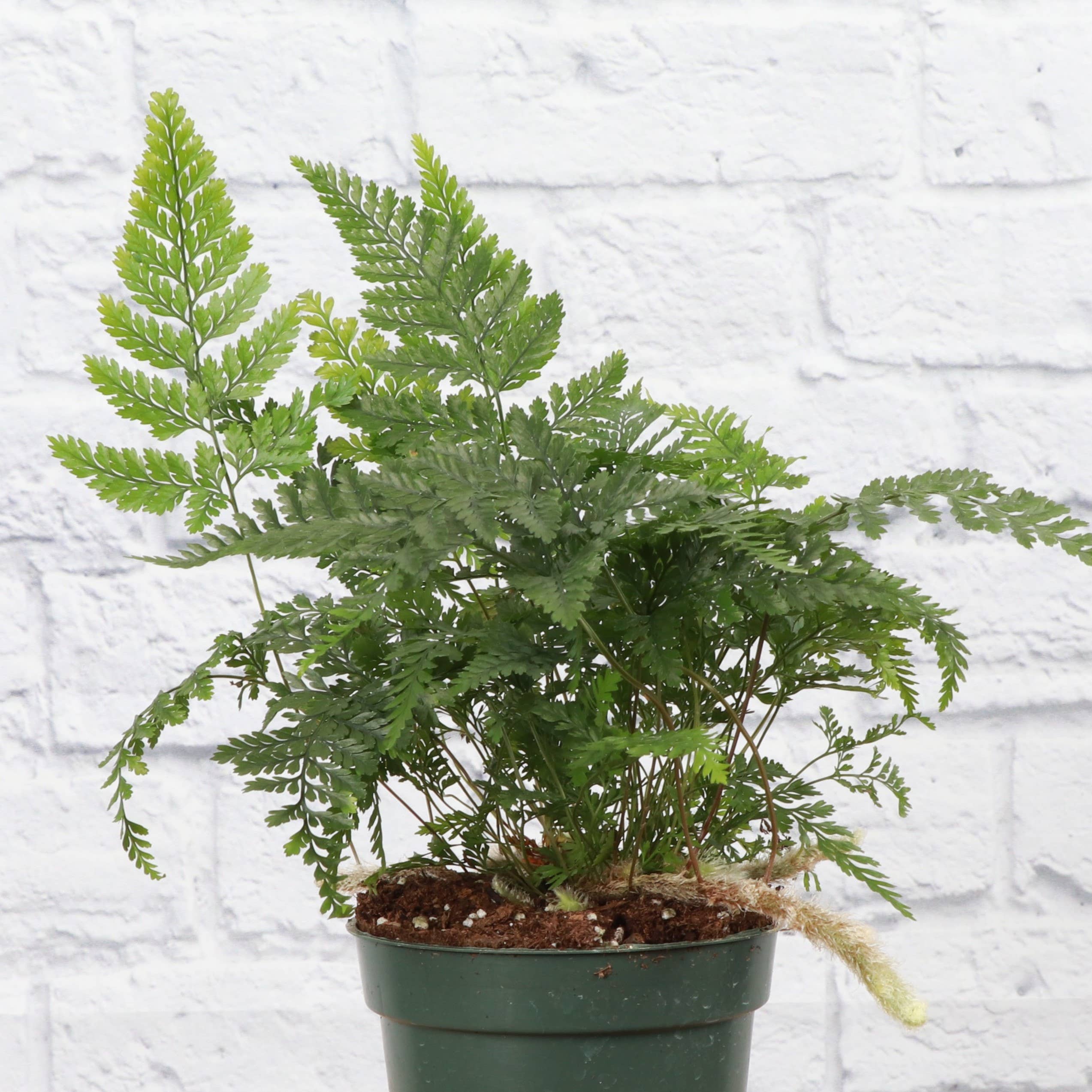 Rabbit's Foot Fern - 4