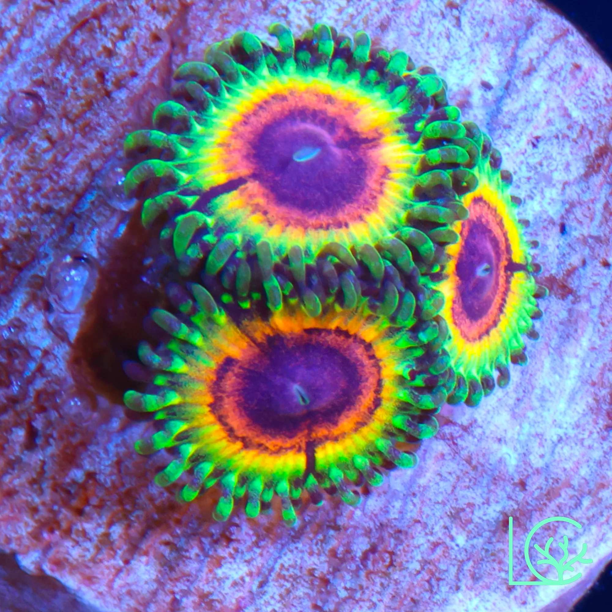 Little Shop of Horror Zoa WYSIWYG