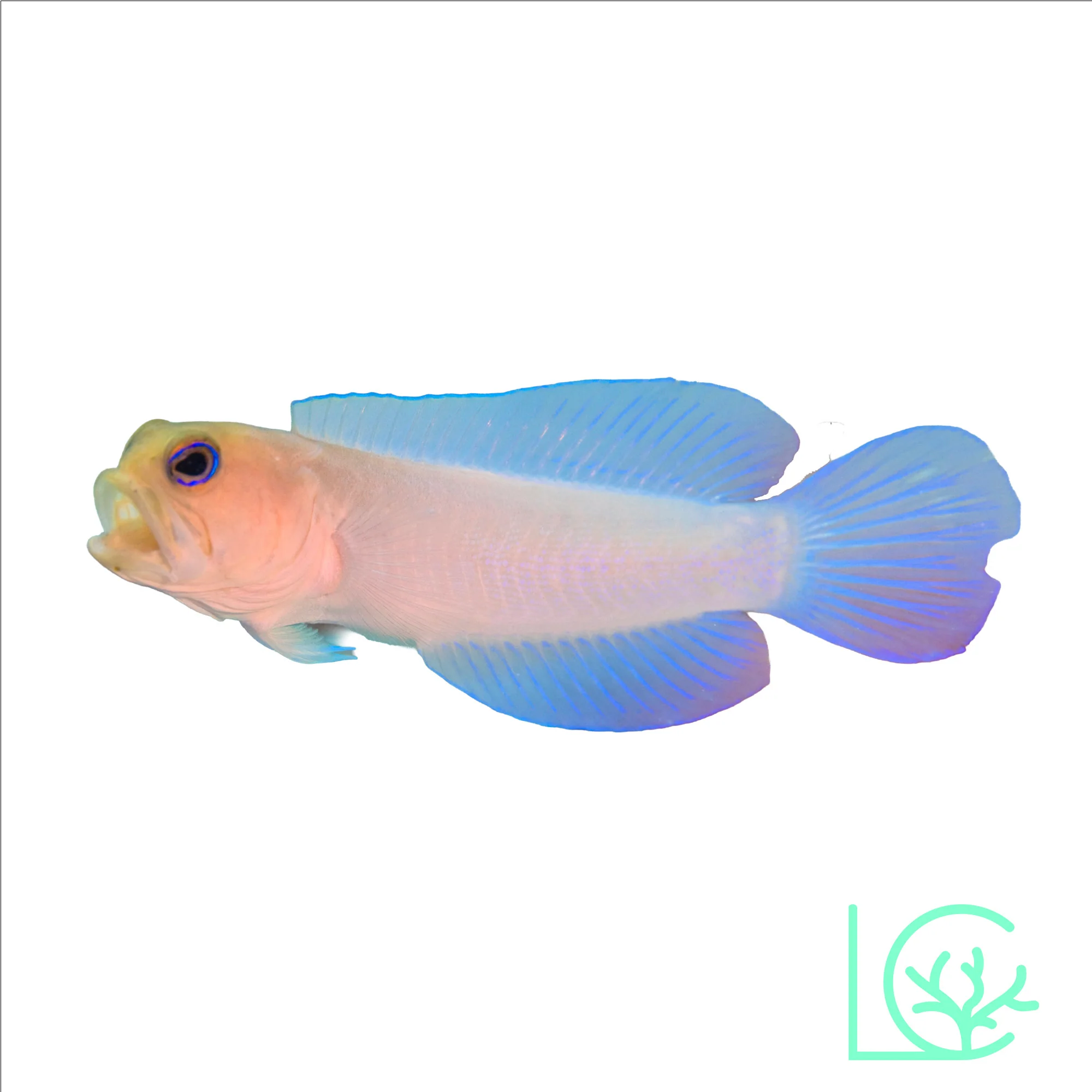 Pearly Yellowhead Jawfish