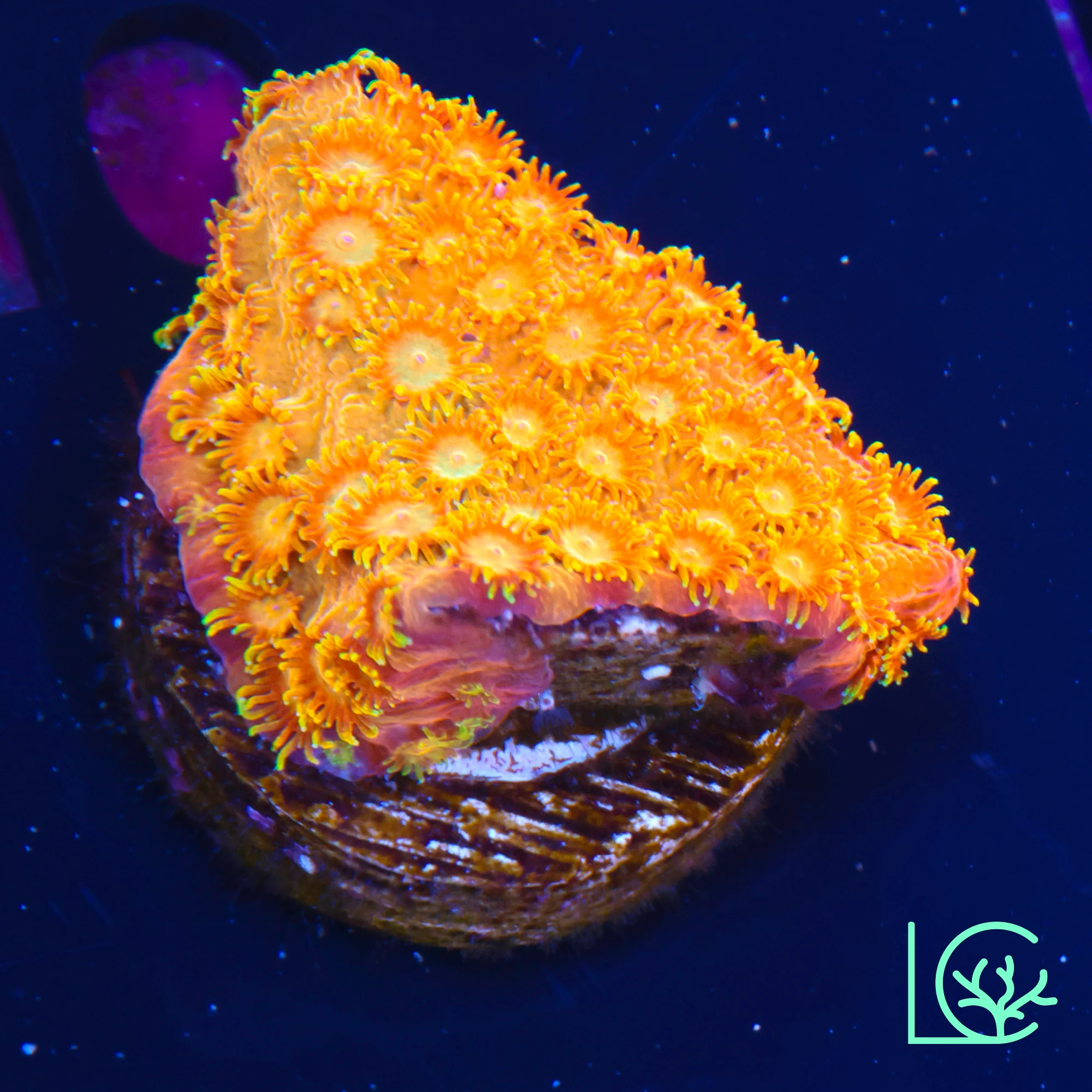 Citrus Swirl Cyphastrea WYSIWYG