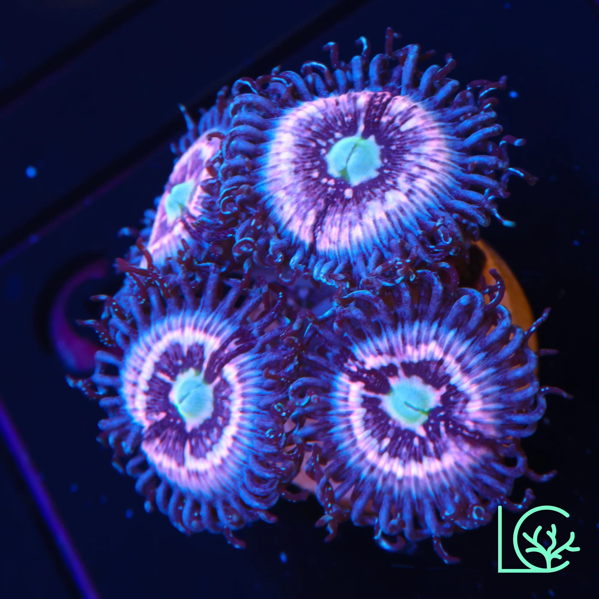 CC Pink Constellation Zoa WYSIWYG