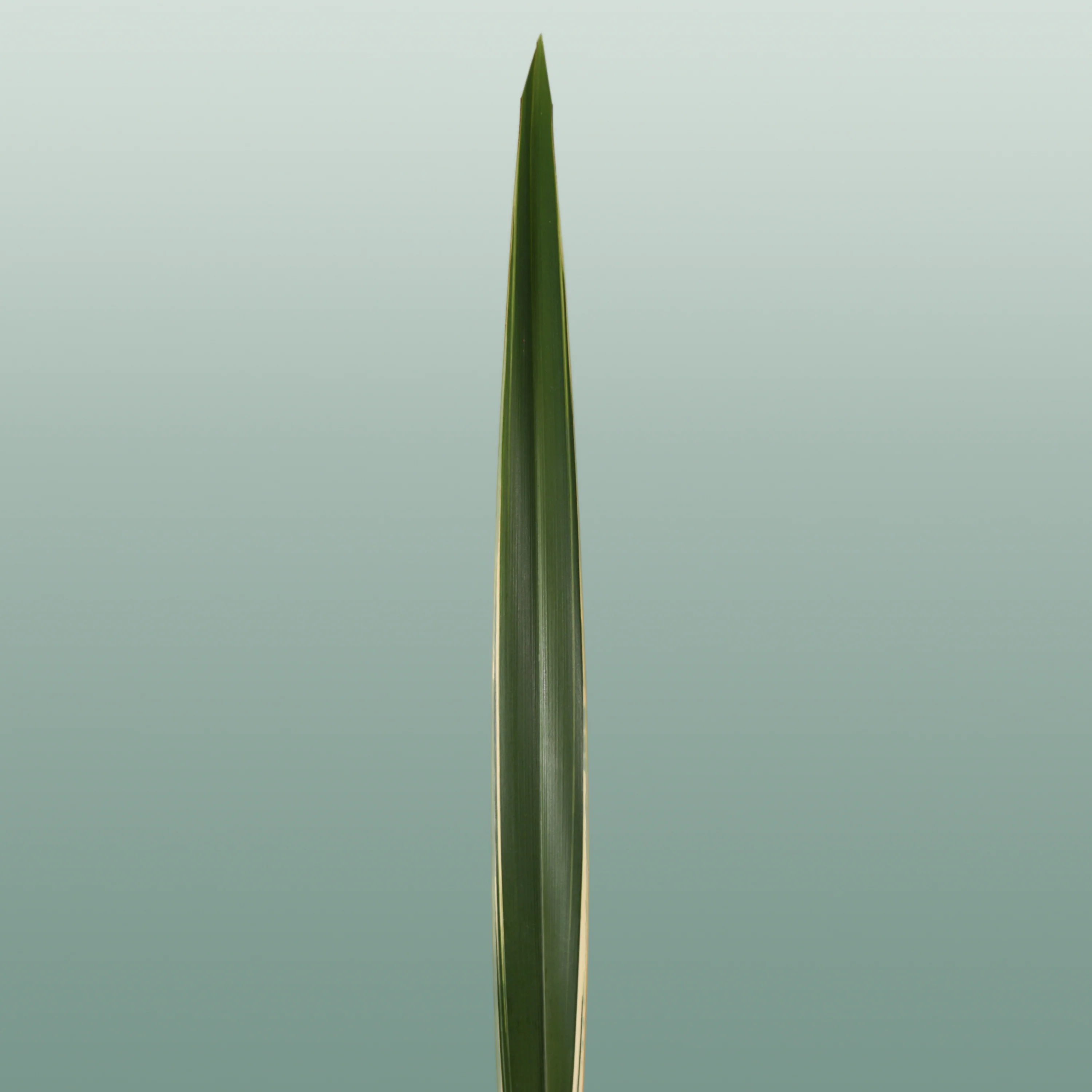 GR Phormium Green