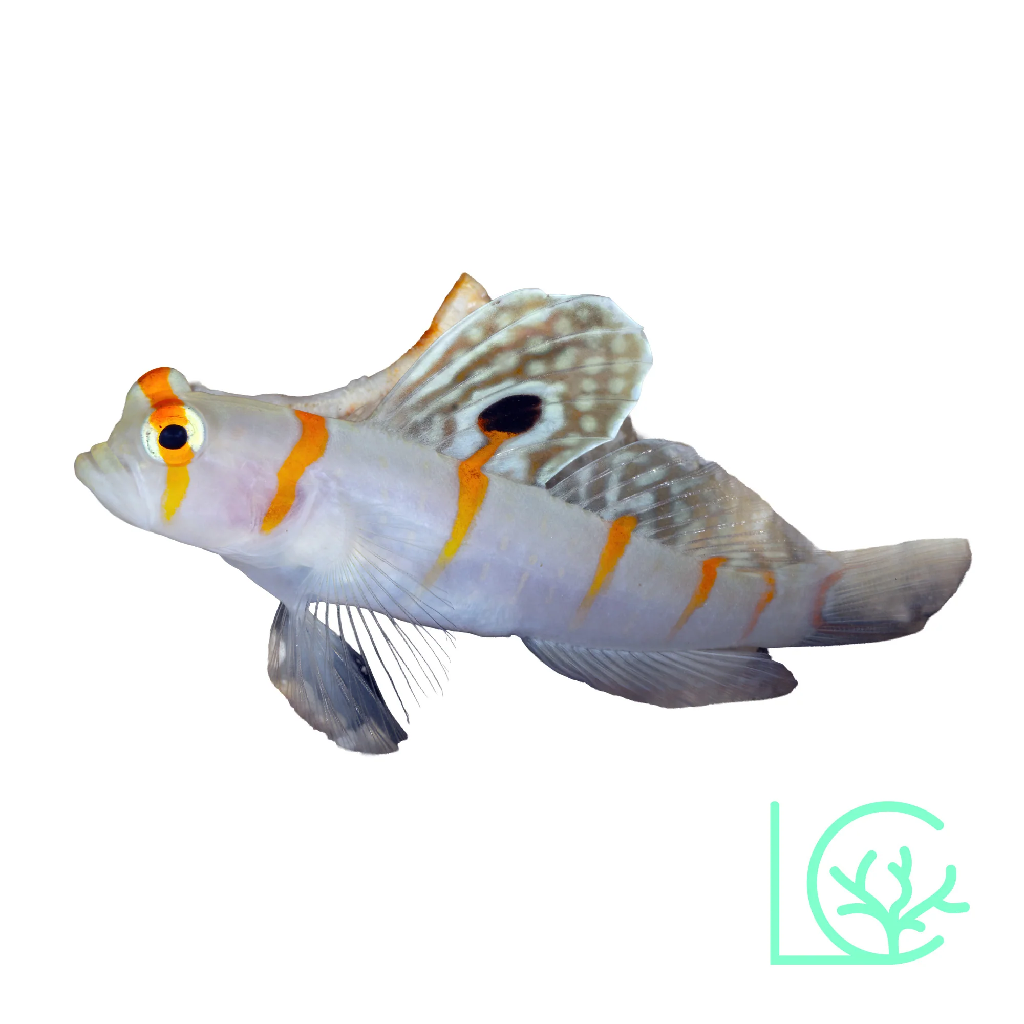 Randall's Shrimp Goby
