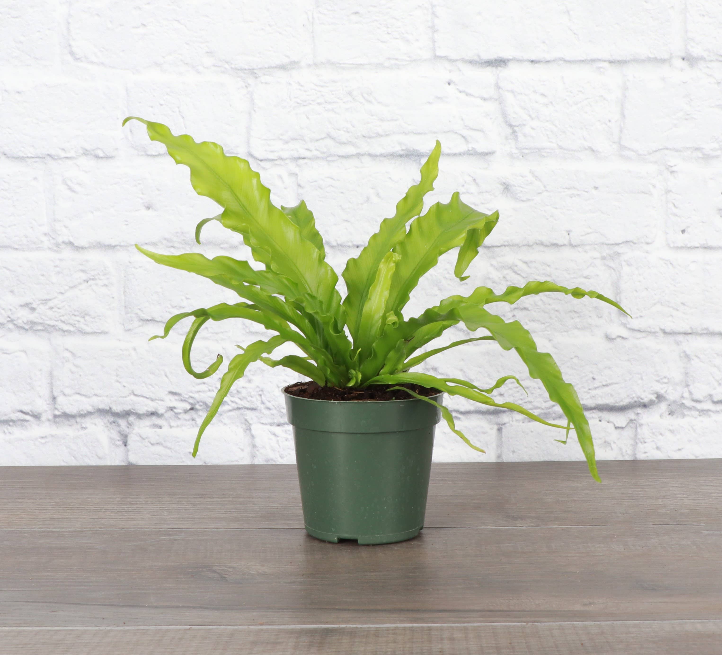 Victoria Bird's-Nest Fern - Live Plant 4