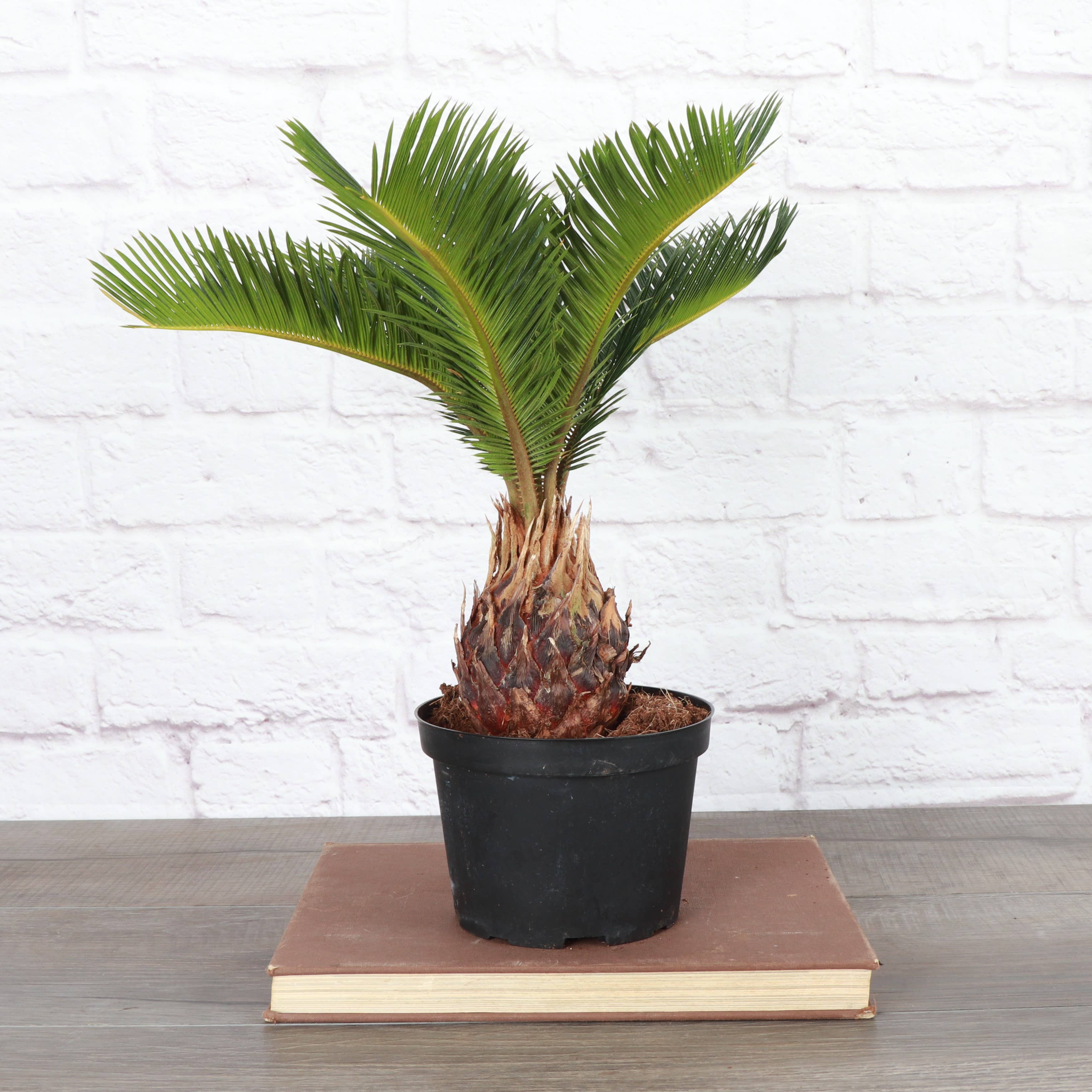 Sago Palm - Live Plant 6