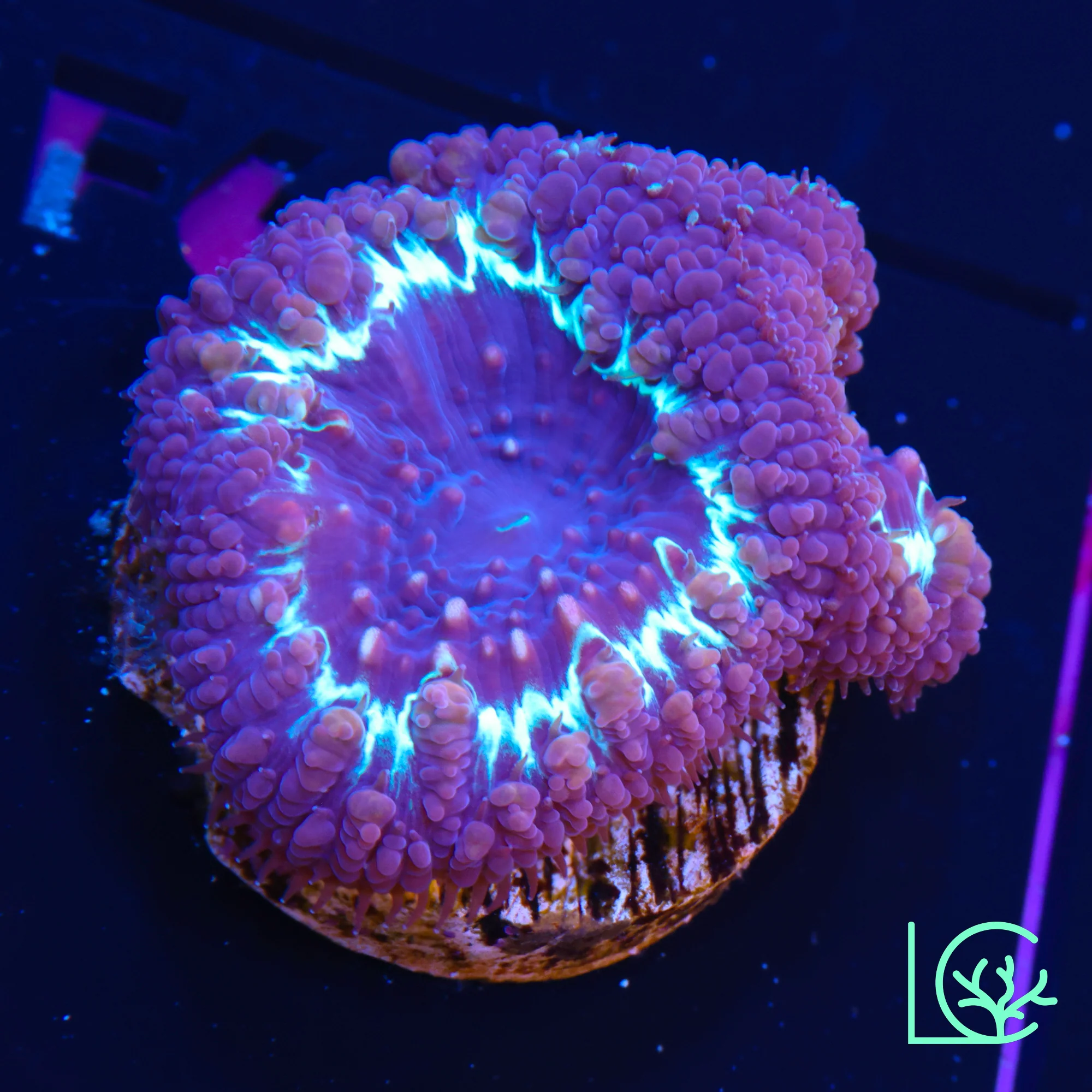 Frostbite Blasto WYSIWYG