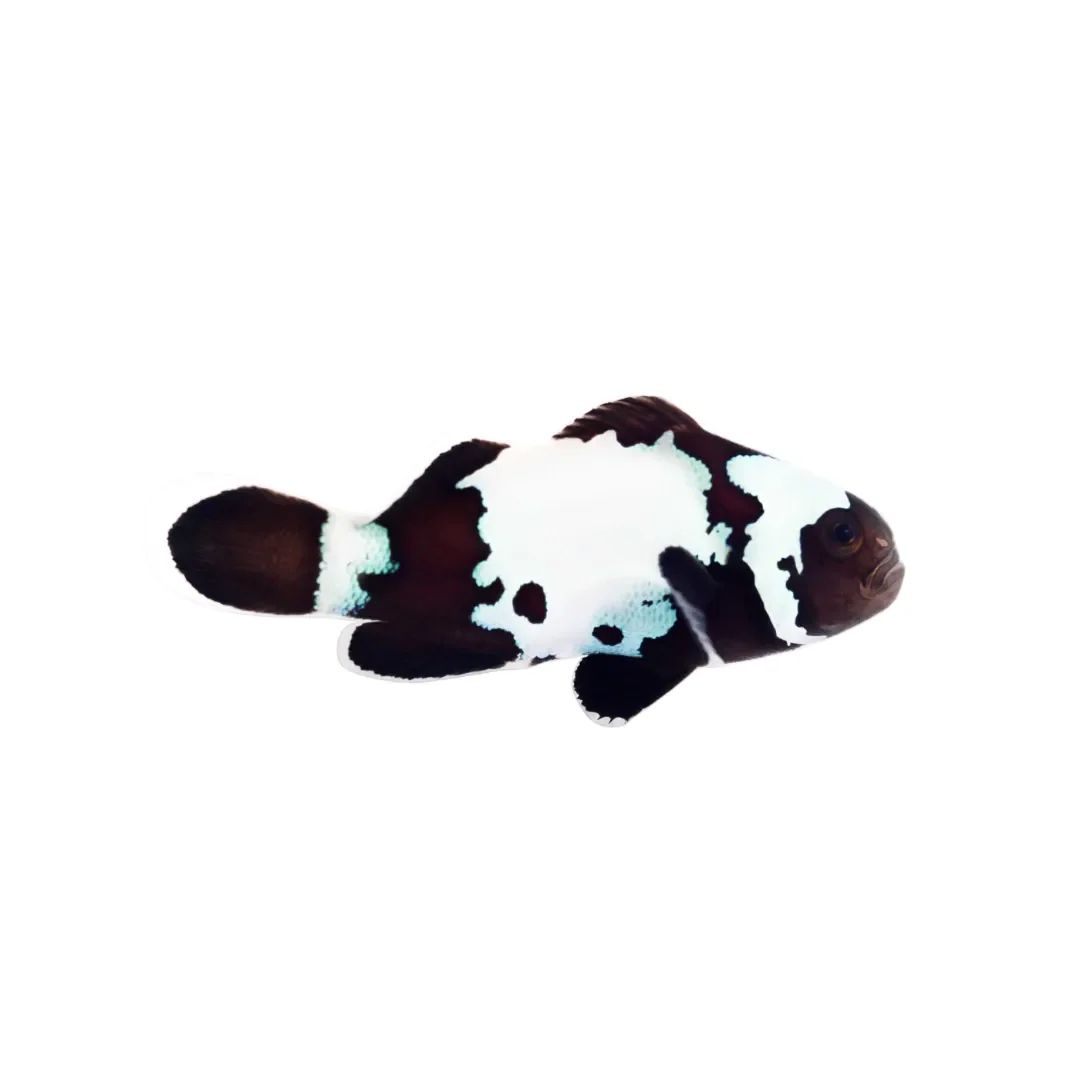 Black Snowflake Clownfish