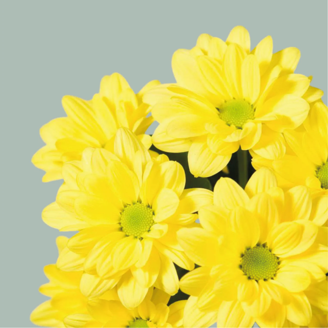 Chrysanthemum Spray Mixed