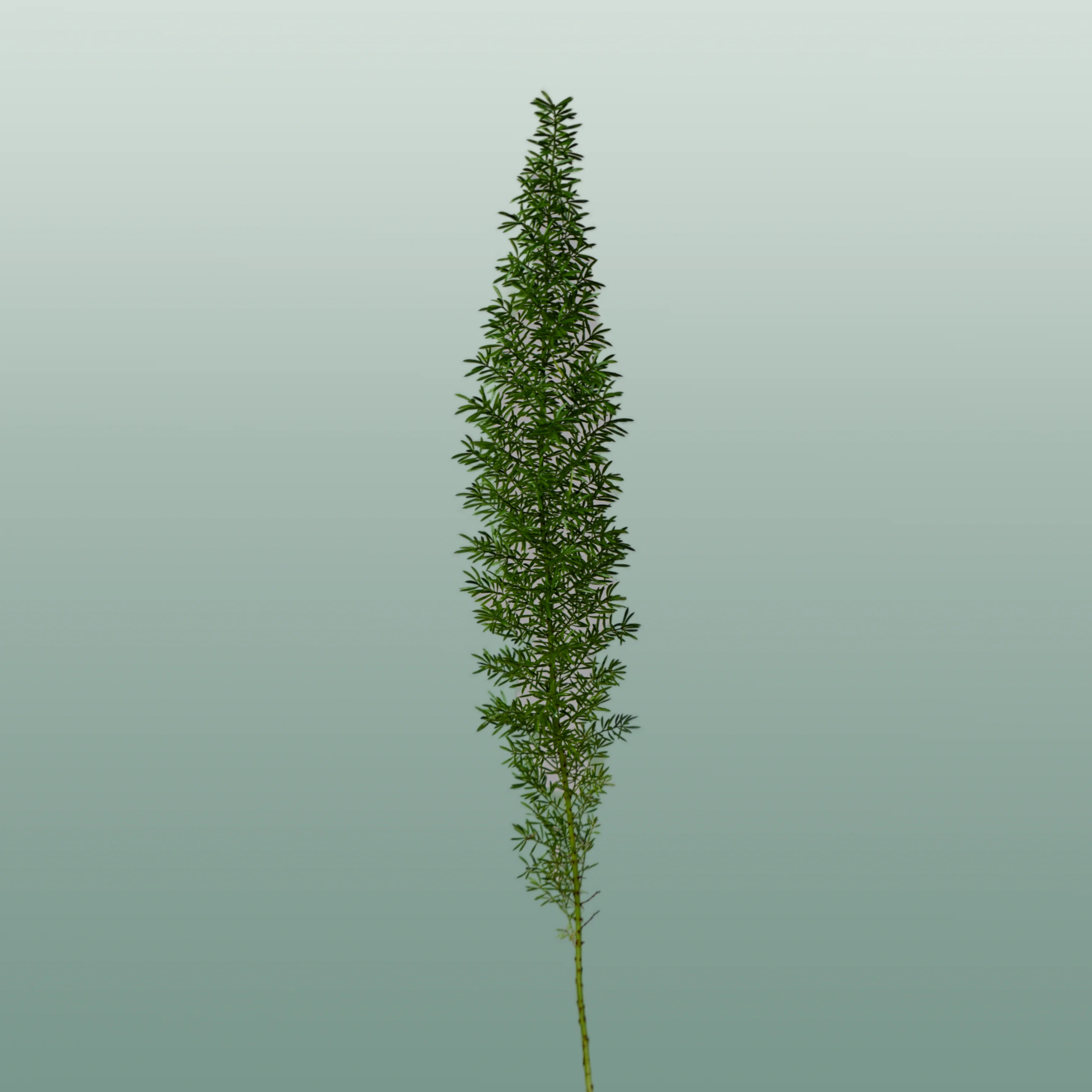 GR Asparagus Myers