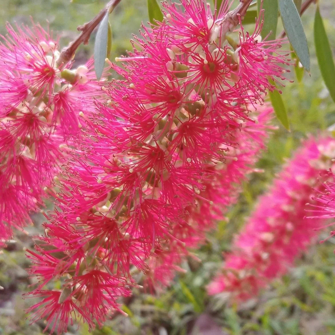 Callistemon Candy Pink Bottlebrush plants, pink bottlebrush tree.