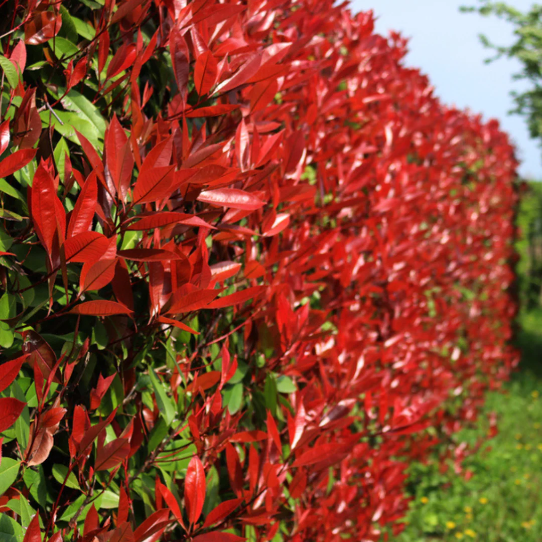 Photinia Red Robin Plants