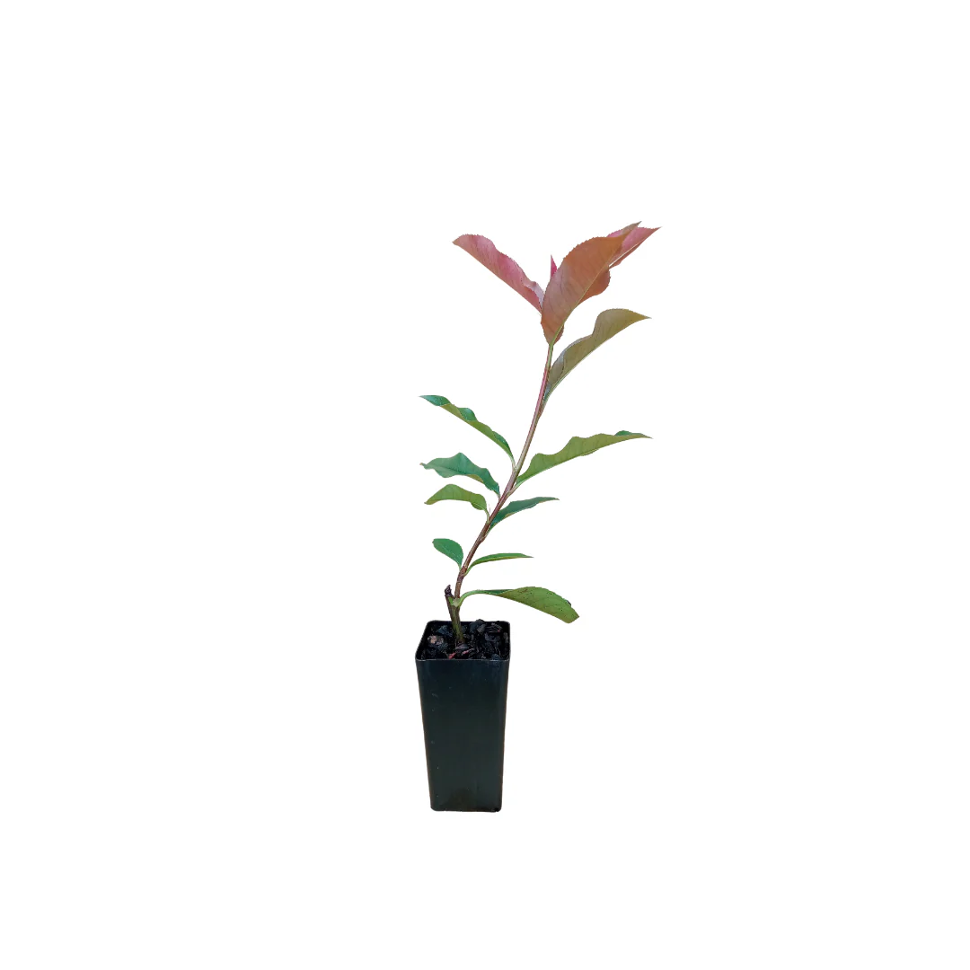 Photinia Red Robin Plants