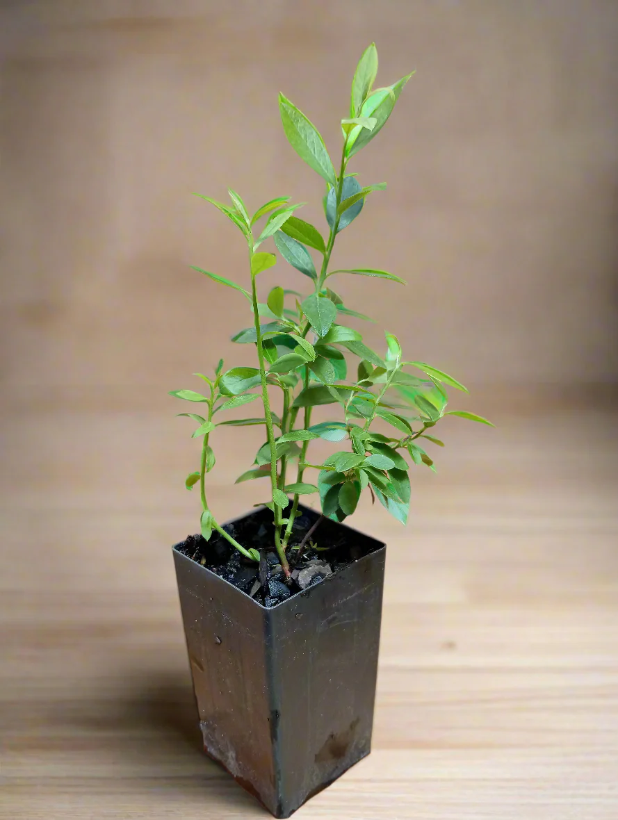 Blueberry Plants - Sunshine Blue low chill variety