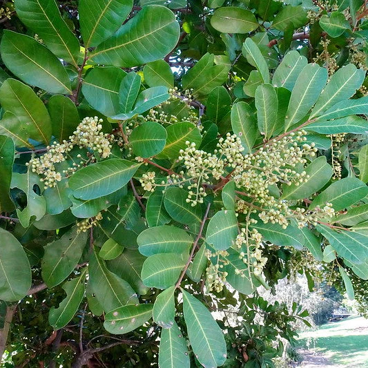 Tuckeroo Trees Cupaniosis anacardioides