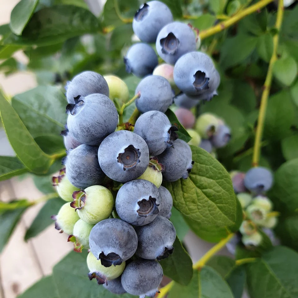 Blueberry Plants - Sunshine Blue low chill variety