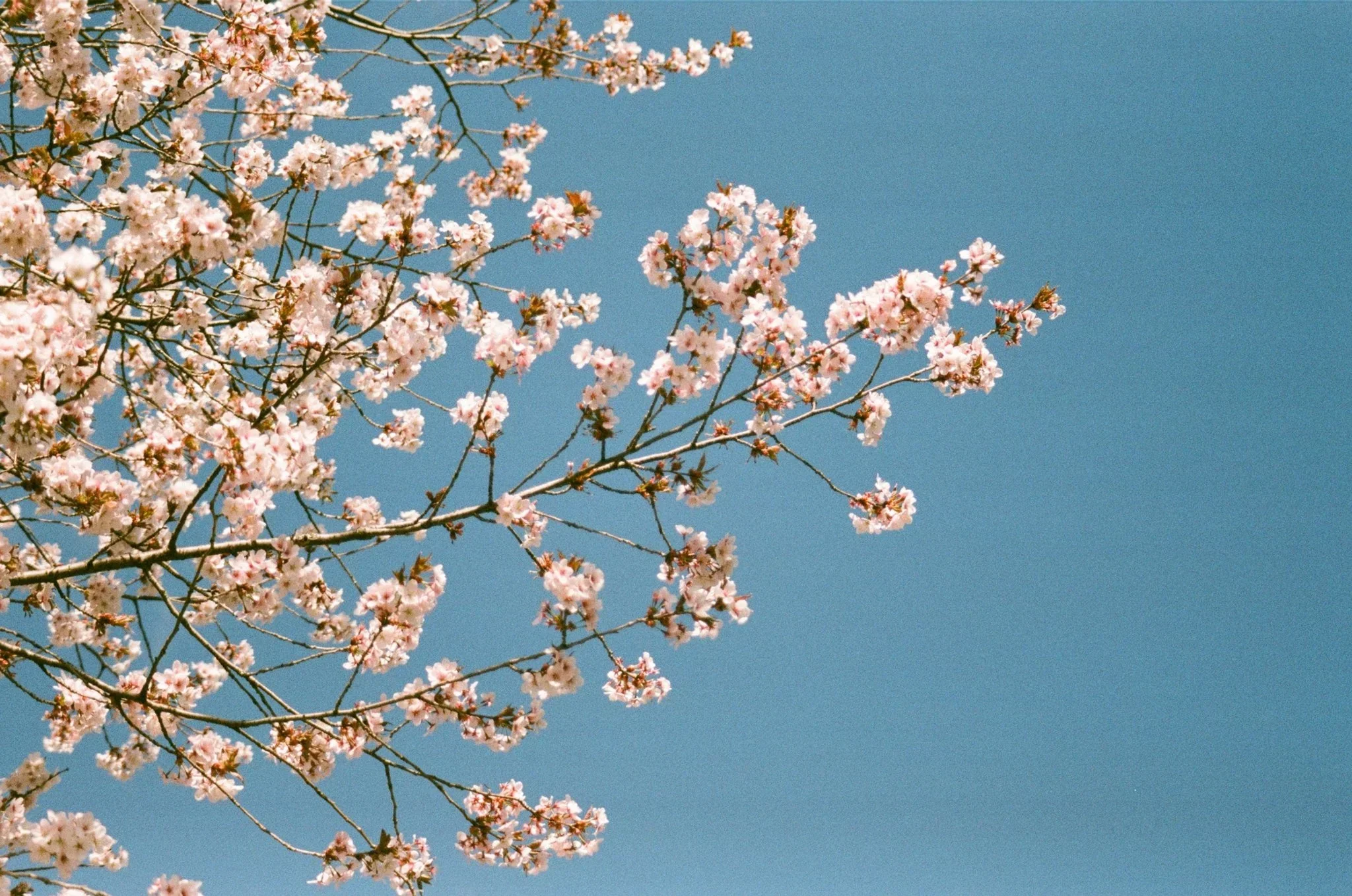 Scanning service for DEVELOPED 35mm & 120 film