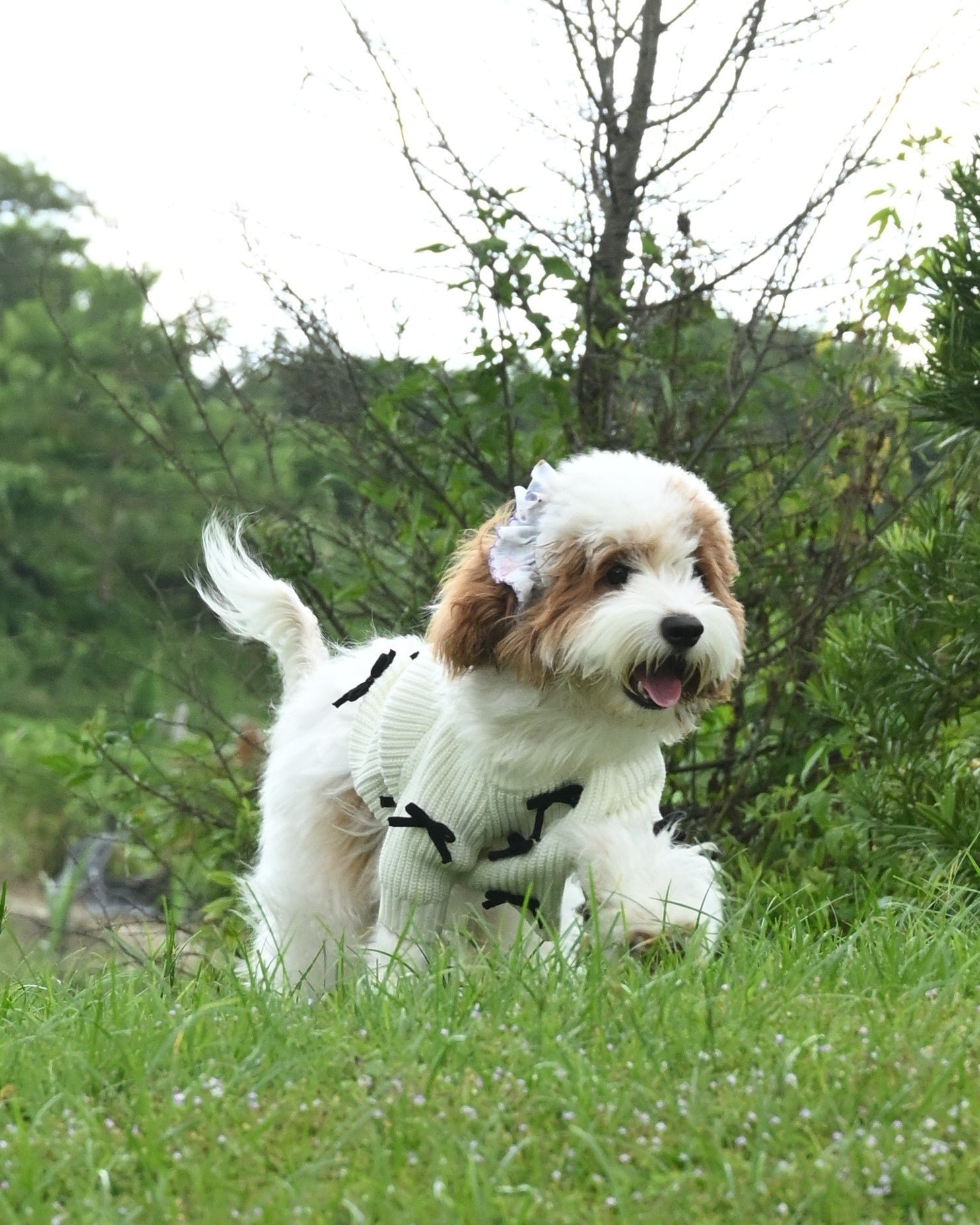 Black Bow-3D Motif Pet Sweater