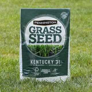 Pennington Kentucky 31 40 lbs. Tall Fescue Penkoted Grass Seed 100537715