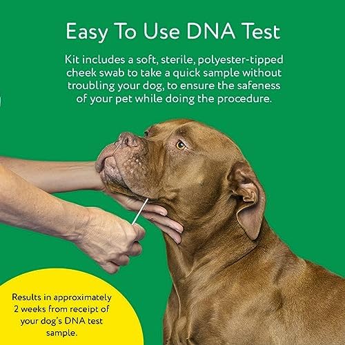 2025 Dna My Dog Essential Test – Breed ID Test Mixed Breed Identification Personality Traits for Puppies to Adult Dogs Non-Invasive Cheek Swab