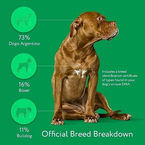 2025 Dna My Dog Essential Test – Breed ID Test Mixed Breed Identification Personality Traits for Puppies to Adult Dogs Non-Invasive Cheek Swab
